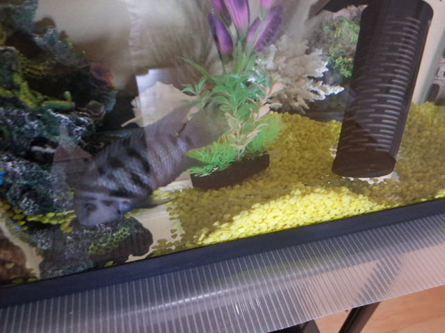 Cichlid 4.5" in Fish for Rehoming in Kitchener / Waterloo