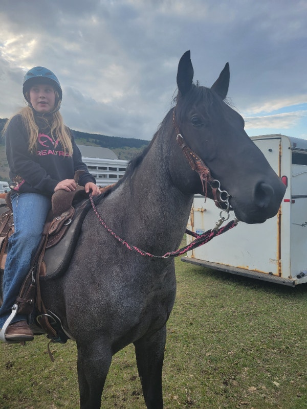 Beautiful Blue Roan For Sale Horses & Ponies for Rehoming Kamloops
