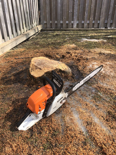 Tree Removal Trimming root Stump Grinding Tree Cutting Arborist 