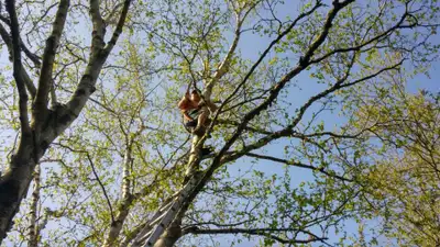 Tree removal / cutting tree / trimming tree, View more