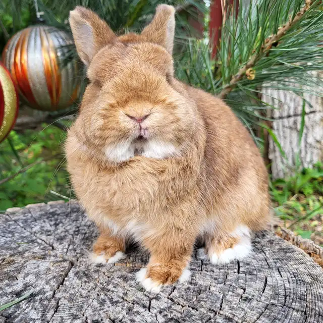 EXTRAORDINARY NETHERLAND DWARF, HOLLAND LOP,  LIONHEAD BUNNIES in Small Animals for Rehoming in Ottawa - Image 3