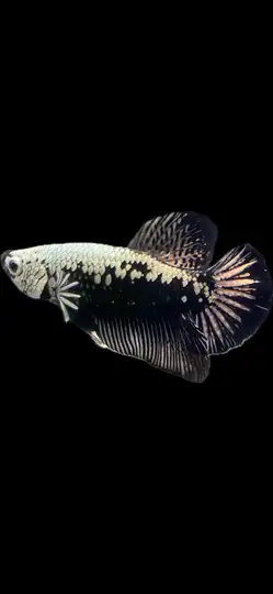 Betta Care Guide Share Facebook X (Twitter) Pinterest Tags bettas Betta fish are some of the most mi...