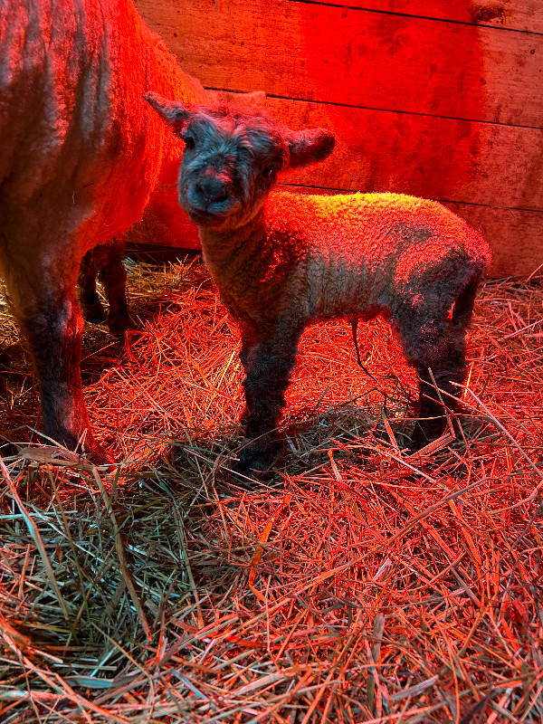 Baby Lambs  “Miniature Sheep” in Livestock in Summerside - Image 4