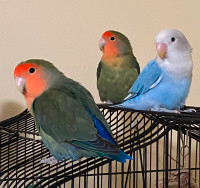 Beautiful and Happy Peach-face and Fischer Lovebirds For Sale