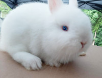 Top Featured Purebred Netherland Dwarf, Holland Lop, baby bunny City of Toronto Toronto (GTA) Preview