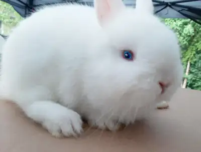 Top Featured Purebred Netherland Dwarf, Holland Lop, baby bunny, View more
