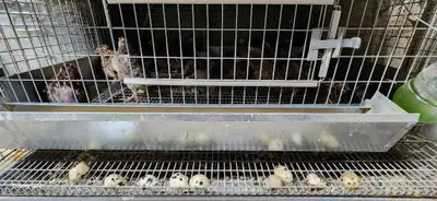 Extra Large Jumbo Quail Breeding Group laying eggs each dayTru, View more