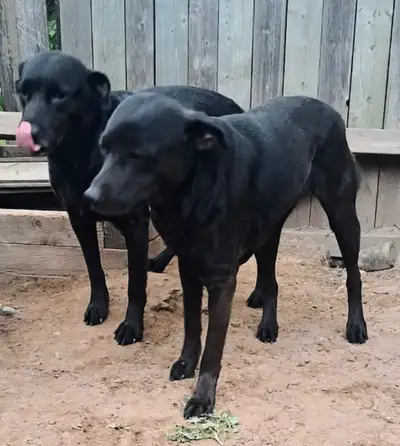 Bonded sisters, foster to adopt if you like, View more