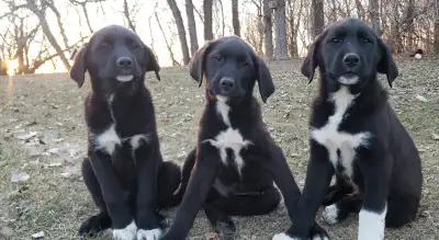 Puppies, View more