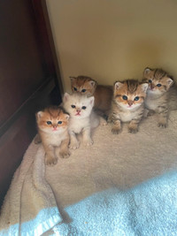 5 British short hair kittens