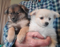 Pomeranian Chihuahua puppies for sale
