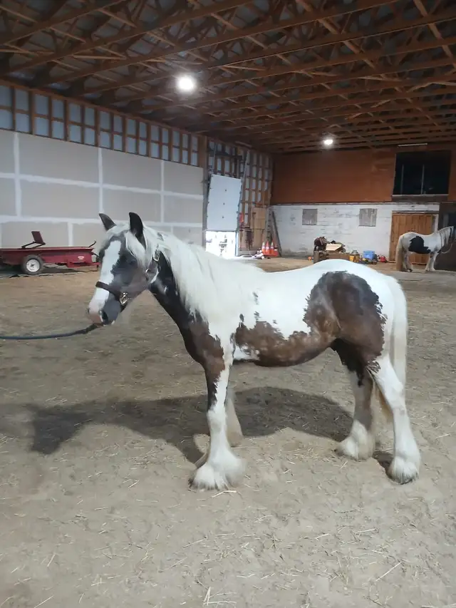 Twin Bridges Archie Yearling Gypsy Gelding in Horses & Ponies for Rehoming in Owen Sound - Image 3