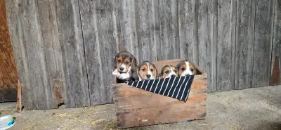 Beagle puppies for sale, View more
