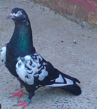 Pakistani pigeons for Sale