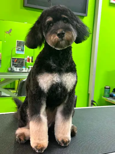 Available Dog and Cat Grooming appts!, View more