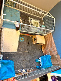 2 male Guinea Pigs Large Enclosure and All the accessories