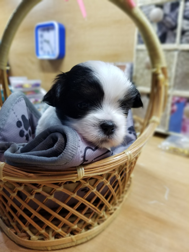 loving shih tzus 2 girls 1 boy left in Dogs & Puppies for Rehoming in Chatham-Kent