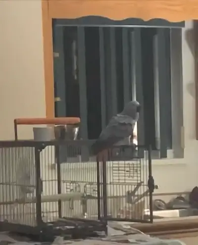 African grey parrot for sale 3 years old Open for best offer