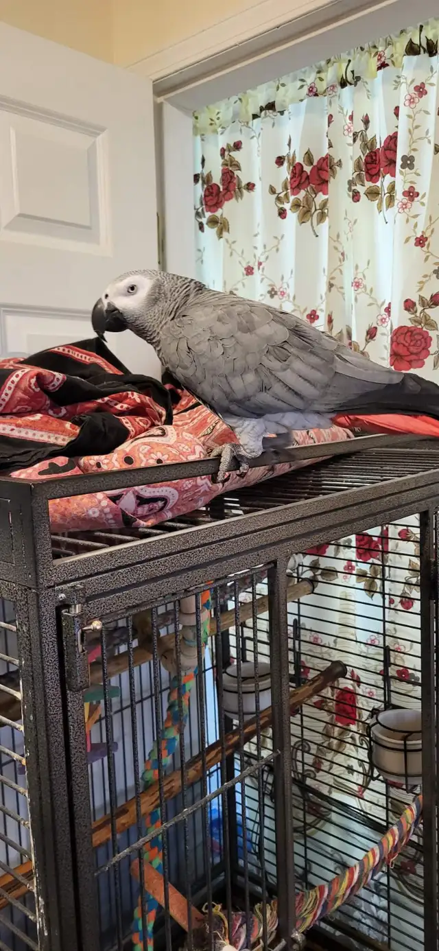 Female healthy and full flight African grey 11 year old , tamed in Birds for Rehoming in Tricities/Pitt/Maple - Image 3