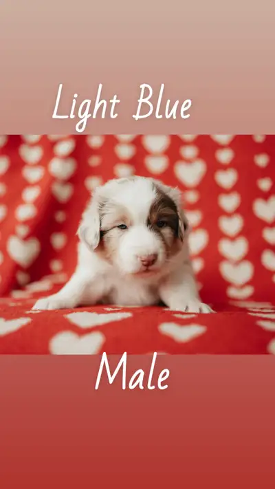 Stunning Standard Australian Shepherd puppies ❤️, View more