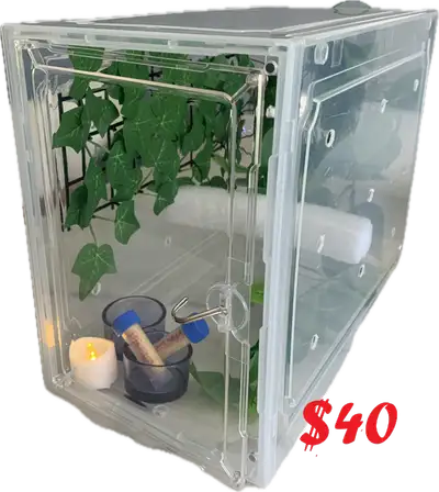 Young Crested Gecko ENCLOSURES, View more