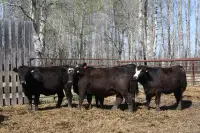 6 Commercial Black Simmental Replacement Heifers