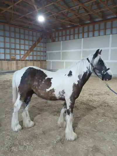 Twin Bridges Archie Yearling Gypsy Gelding, View more