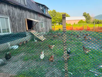 SHORT RENTAL FARM HOUSE IN SAINT-PIE, View more