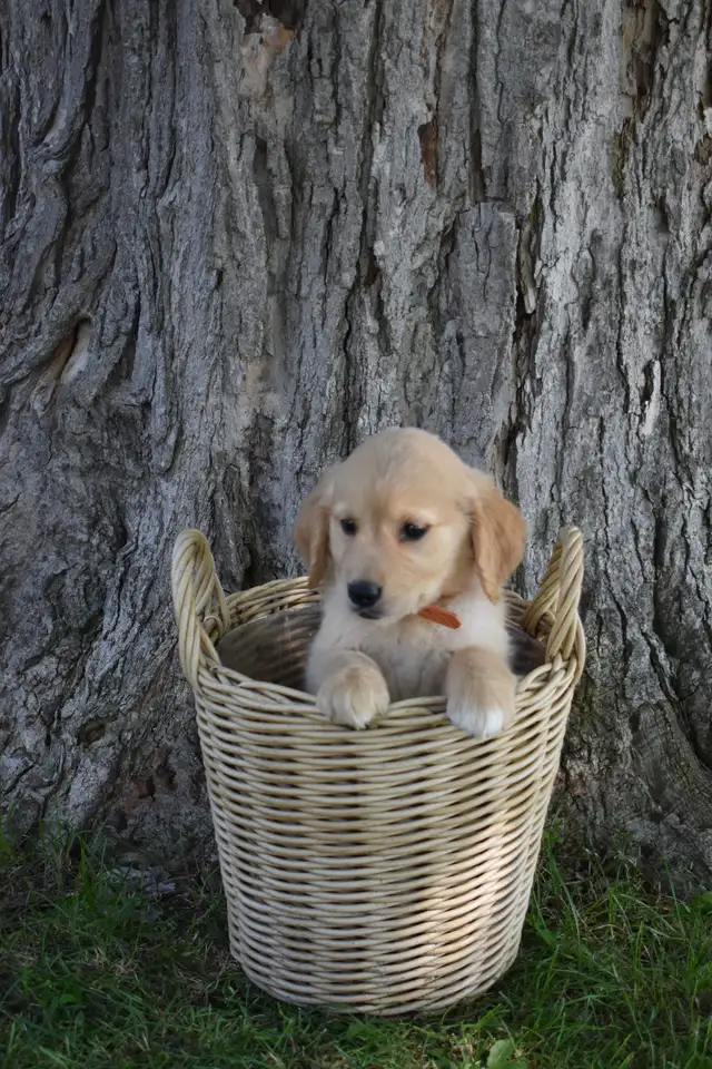 Purebred Golden Retriever Puppies in Dogs & Puppies for Rehoming in Oakville / Halton Region - Image 6