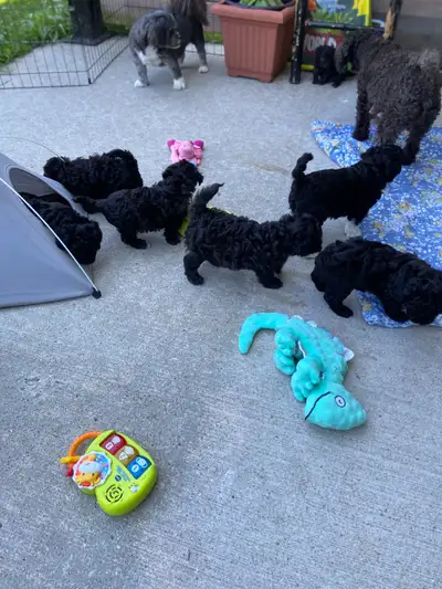 Silver Phantom Shi-Poo puppies - Ready for Adoption, View more