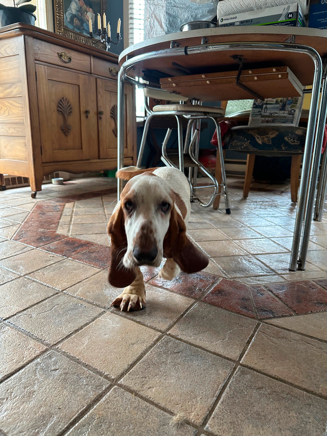 Basset cherchent maison dans Chiens et chiots à adopter  à Thetford Mines - Image 4