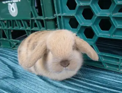 Bébés lapins & lapines Bélier Hollandais (Bélier Nain), View more