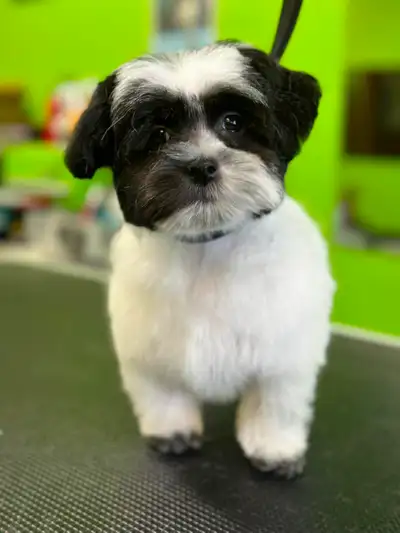 Dog Grooming Appt Available, View more