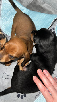 2 Miniature Daschund Puppies