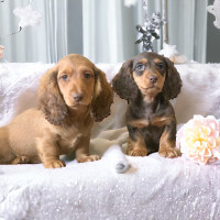 Puppies Dachshund  3 males  available READY TO GO NOW