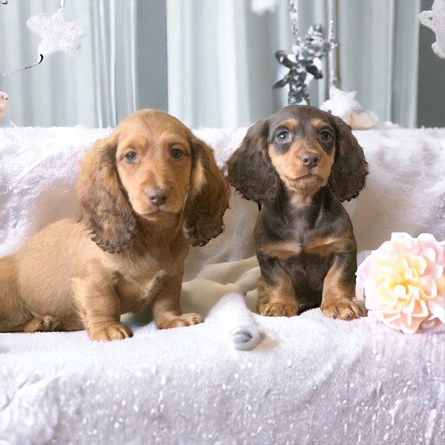 Puppies Dachshund  3 males  available READY TO GO NOW in Dogs & Puppies for Rehoming in Cornwall