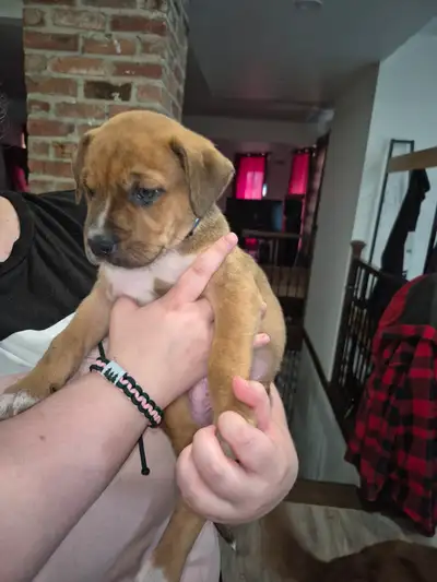 Chiot de 2 mois, Voir plus