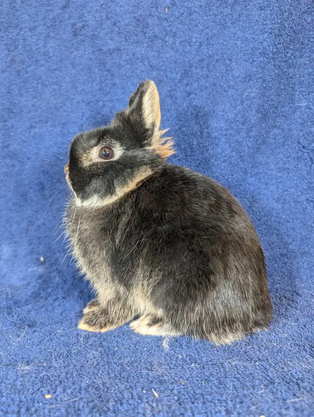 EXTRAORDINARY NETHERLAND DWARF & HOLLAND LOP BUNNY RABBITS in Small Animals for Rehoming in Terrace - Image 5