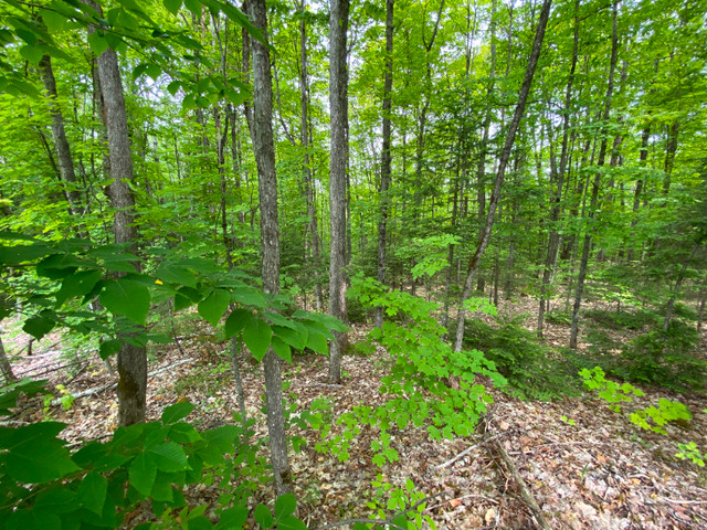 Building Lot For Sale In Bancroft in Land for Sale in Trenton - Image 4