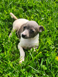 Green eyed GIRL BLUE and white! PREMIER RAT TERRIER PUPPIES