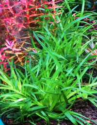 Aquarium aquatic plants "LOCALLY GROWN"