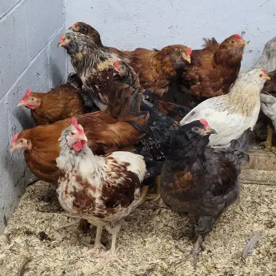Jeunes coq, poulettes, oeuf fécondé * Chickens, hatching eggs, View more