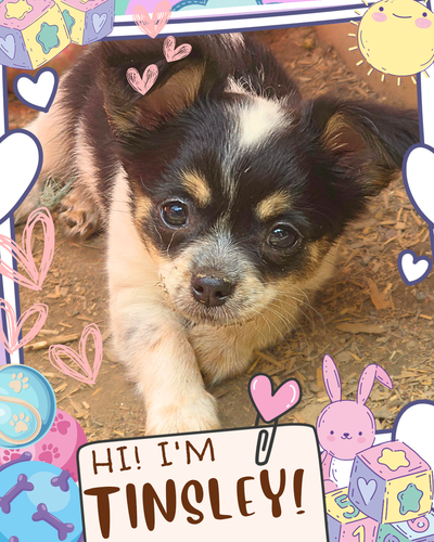 ❤️ Meet Tinsley! ❤️ Bright Chihuahua Mix Puppy Raised with Love, View more