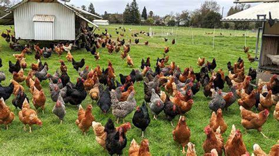 Hand Hills Feeds Has Top Quality Feed And Beef Mineral For Sale, View more