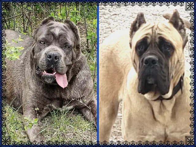 World Class Cane Corso Puppies in Dogs & Puppies for Rehoming in Vancouver - Image 2