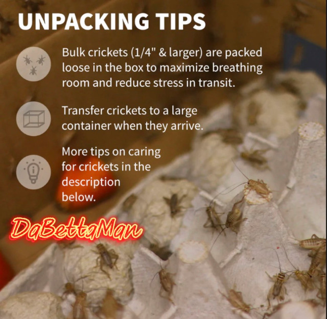 Live Crickets  in Accessories in Windsor Region - Image 3