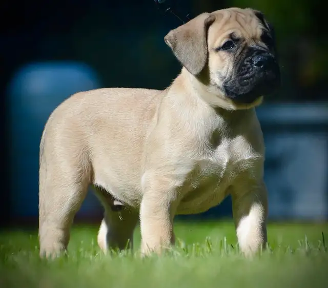 Presa Canario Puppies in Dogs & Puppies for Rehoming in City of Toronto - Image 25
