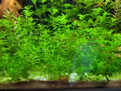 Plante Aquarium, Hemianthus Micranthemoides, View more