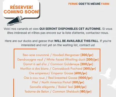 Cet automne / this fall: Canard & Oie / Duck & Goose, View more