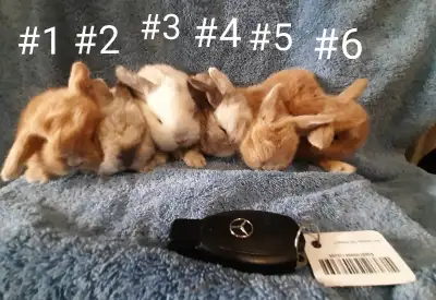 Top Featured Purebred Holland Lop baby bunny rabbit, #Great for, View more